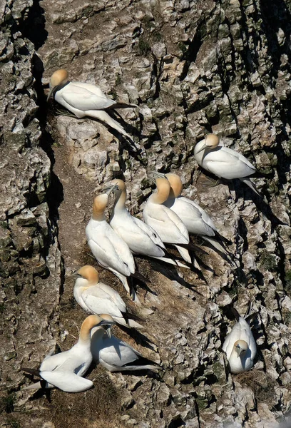 Gannets Son Aves Marinas Que Comprenden Género Morus Familia Sulidae —  Fotos de Stock