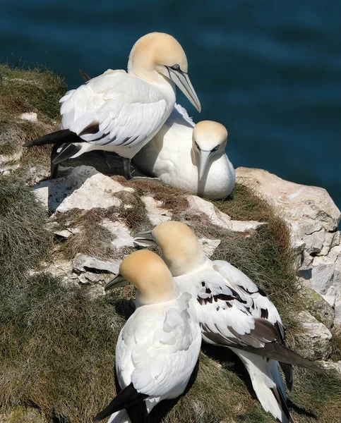 Gannets São Aves Marinhas Que Compõem Gênero Morus Família Sulidae — Fotografia de Stock