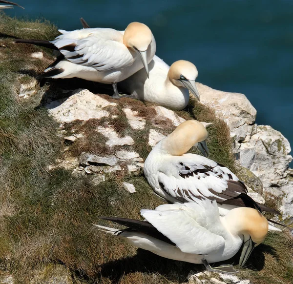 Gannets São Aves Marinhas Que Compõem Gênero Morus Família Sulidae — Fotografia de Stock