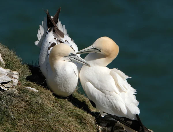 Gannets São Aves Marinhas Que Compõem Gênero Morus Família Sulidae — Fotografia de Stock