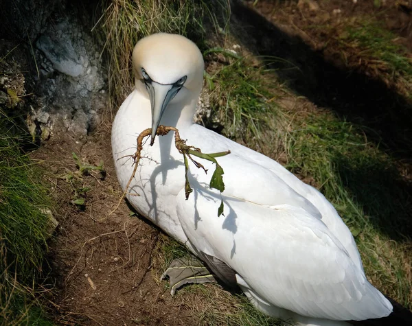 Gannets Gannets Zijn Zeevogels Uit Familie Sulidae Deze Vogel Verzamelt — Stockfoto