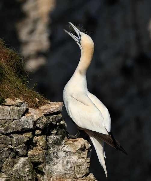 Gannets São Aves Marinhas Que Compõem Gênero Morus Família Sulidae — Fotografia de Stock