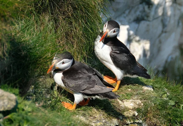 Papegaaiduikers Zijn Van Drie Kleine Soorten Het Geslacht Van Vogel — Stockfoto