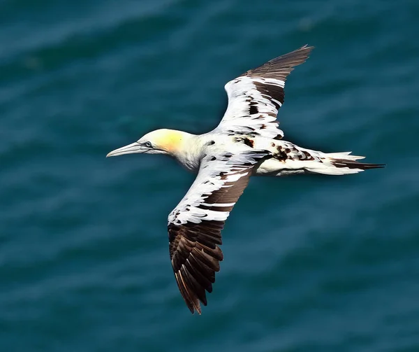 Gannets Seabirds Comprising Genus Morus Family Sulidae Closely Related Boobies — Stock Photo, Image
