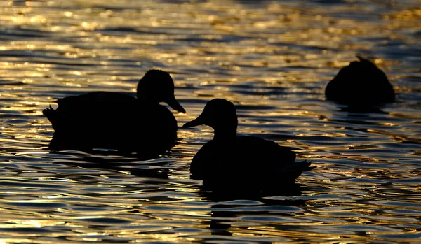 Patos Silueta Luz Noche Lago Agua Frash Reino Unido —  Fotos de Stock