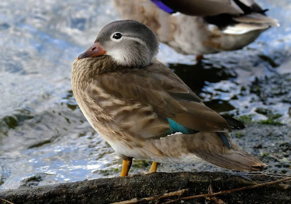 Female Mandarin Duck Bank Fresh Water Lake — Stock Photo, Image