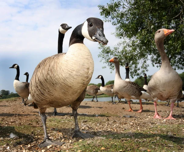 Canadá Gansos Lag Gris Altura Los Ojos Orilla Del Lago —  Fotos de Stock