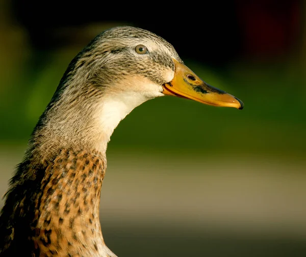 Female Mallard Portrayed Warm Evening Sun — Stock Photo, Image