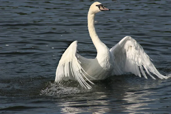 Mue Swan Flapping Wings Drying Washing Fresh Water Lake — Stock Photo, Image