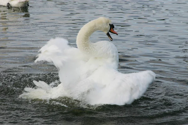 Cisne Mudo Aleteando Alas Manera Amenazante —  Fotos de Stock