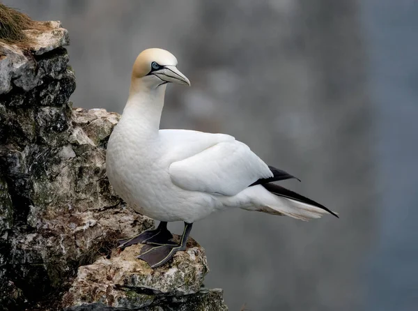 Gannets Gannets Zijn Zeevogels Uit Familie Sulidae — Stockfoto