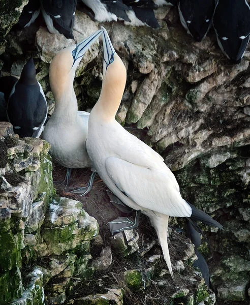 Gannets São Aves Marinhas Que Compõem Gênero Morus Família Sulidae — Fotografia de Stock