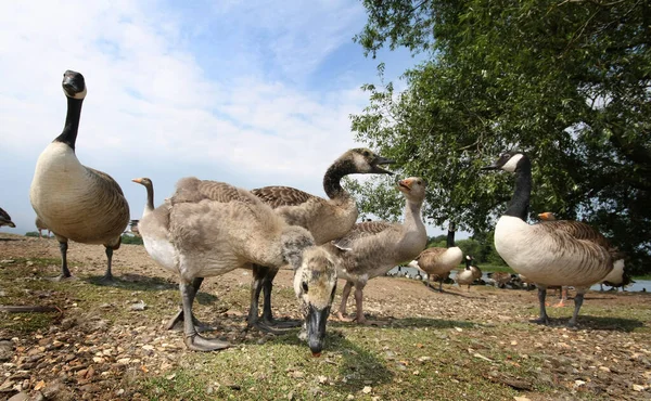 Gansos Canadá Goslings Alimentándose Orilla Del Lago Watr Fresco Reino —  Fotos de Stock