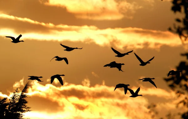 Kanada Greylag Kazları Akşam Işığında Gölün Üzerinde Uçuyorlar Ngiltere — Stok fotoğraf