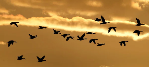 Kanada Greylag Kazları Akşam Işığında Gölün Üzerinde Uçuyorlar Ngiltere — Stok fotoğraf