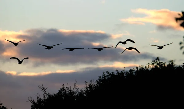 Kanada Greylag Kazları Akşam Işığında Gölün Üzerinde Uçuyorlar Ngiltere — Stok fotoğraf