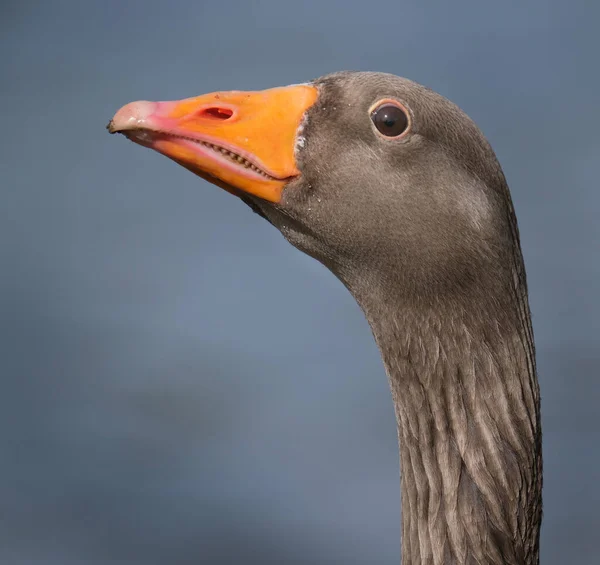 Ganso Greylag Luz Quente Noite Lago Água Doce Reino Unido — Fotografia de Stock