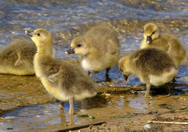Bebé Goslings Lago Agua Dulce Reino Unido Gansos —  Fotos de Stock