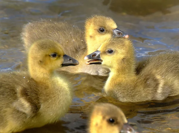 Bebé Goslings Lago Agua Dulce Reino Unido Gansos —  Fotos de Stock