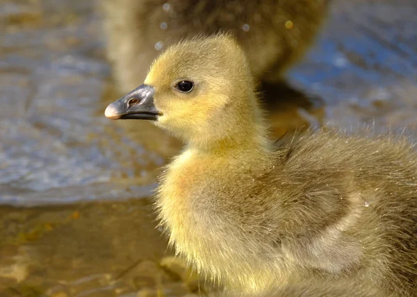 Baby Kuikens Zoetwater Meer Het Verenigd Koninkrijk Ganzen — Stockfoto