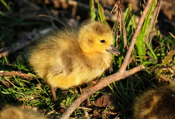 Bebé Goslings Lago Agua Dulce Reino Unido Gansos —  Fotos de Stock