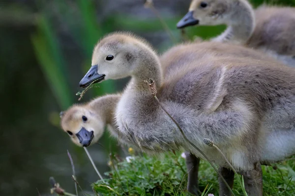 Bébés Oisons Sur Lac Eau Douce Royaume Uni Oies — Photo