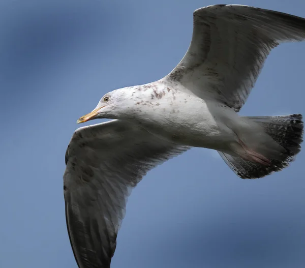Gull Flying Aan Oostkust Van Yorkshire — Stockfoto