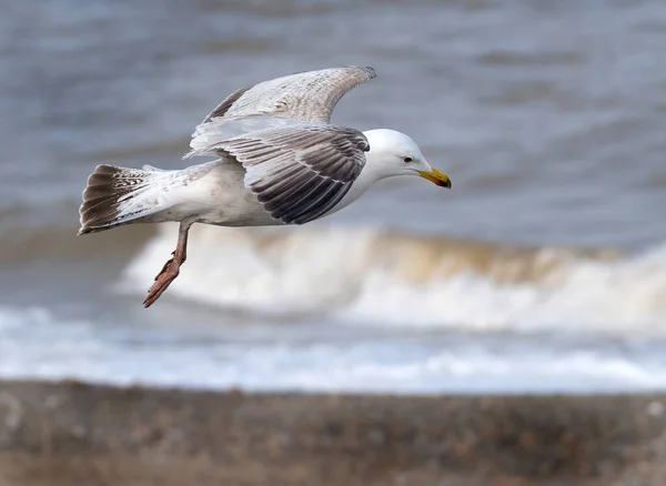Молодая Чайка Летящая Над Морем Восточном Побережье Йоркшира Великобритания — стоковое фото