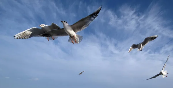Flock of gulls flying over food source on east coast of Yorkshire, UK. Discarded fi9sh and chips fast food.