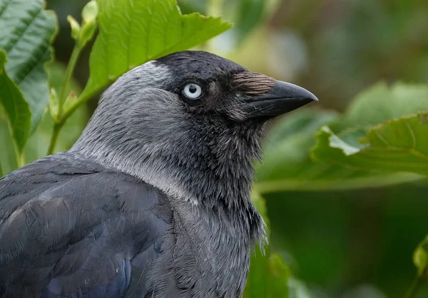 Gaivota Ocidental Também Conhecida Como Gaivota Eurasiática Gaivota Europeia Simplesmente — Fotografia de Stock