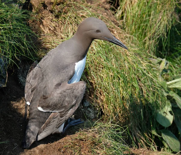 Guillemot Nome Comum Várias Espécies Aves Marinhas Família Alcidae Auk — Fotografia de Stock