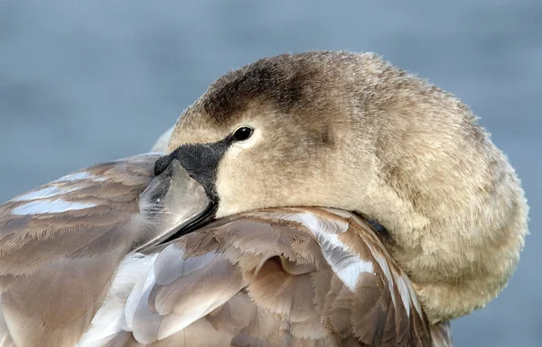 Young Mute Swan Resting Pond Bank — Stock Photo, Image