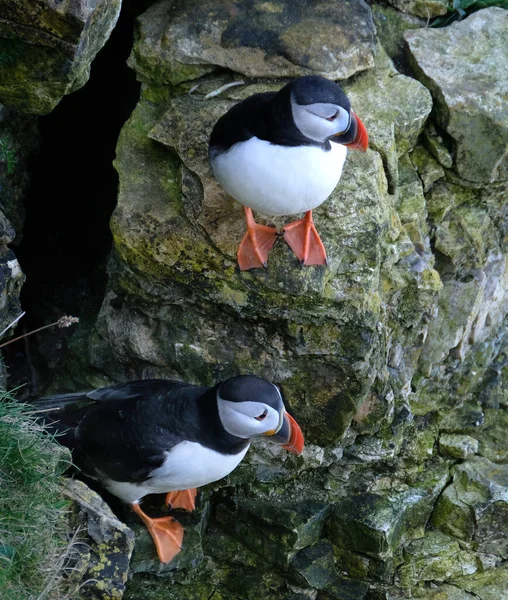 Een Paar Papegaaiduikers Nabij Nest Hoge Krijtrotsen Aan Oostkust Van — Stockfoto