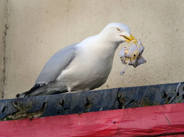 Haringmeeuw Met Plastic Zak Afval Uit Vuilnisbak Straat — Stockfoto