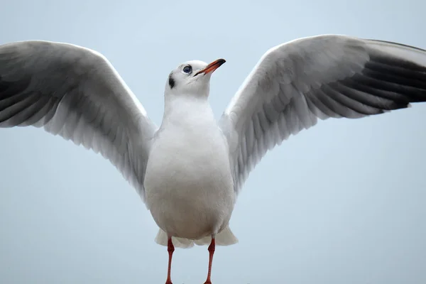 Black Headed Gull Small Gull Breeds Much Palearctic Including Europe — Stock Photo, Image