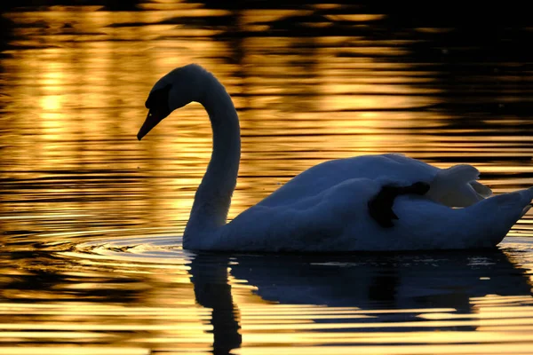 Cisne Mudo Una Especie Cisne Familia Anatidae Originaria Gran Parte —  Fotos de Stock