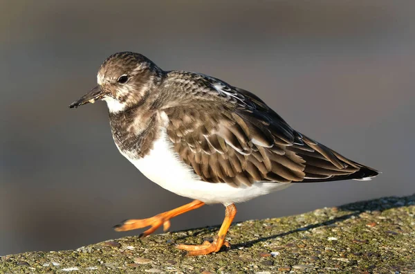 Turnstone Letar Efter Mat Kustorten — Stockfoto