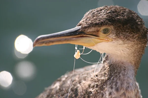 Giovane Cormorano Pericolo Aggrovigliato Con Lenza Amo Pesca — Foto Stock