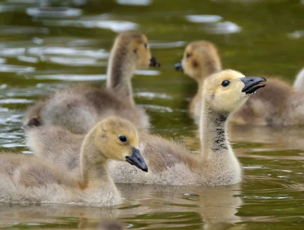 Jongeren Canada Zwemmen Zoetwater Meer Verenigd Koninkrijk — Stockfoto