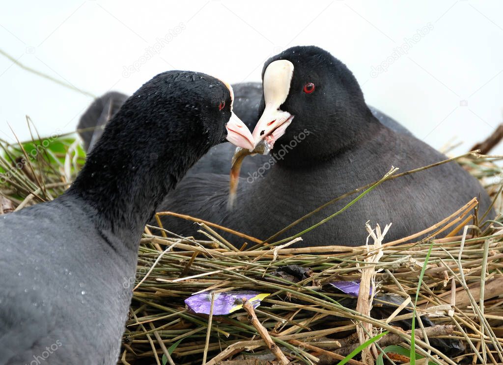 Coots are rather small water birds that are members of the rail family, Rallidae. They constitute the genus Fulica, the name being the Latin term for 
