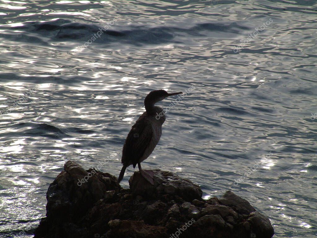 Cormorán en las rocas al lado del mar. El cormorán tiene un pico más
