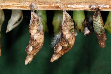 Kelebek / güve pupası, yetişkin bir böceğe dönüşmek için güvenli bir ortamda asılı duruyor..