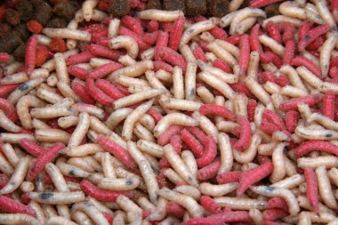 Yem kutusundaki kurt kurtları tatlı su balıkçılarının yem olarak kullanması için kırmızı. Kurtçuklar yiyeceklerine boya karıştırılarak renklendirildi..