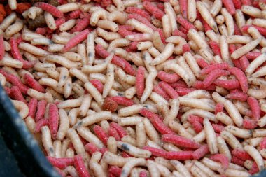 Yem kutusundaki kurt kurtları tatlı su balıkçılarının yem olarak kullanması için kırmızı. Kurtçuklar yiyeceklerine boya karıştırılarak renklendirildi..