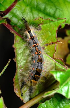 Buhar güvesi, paslı tussock güvesi olarak da bilinir, cinsel olarak dimorfiktir (erkekler ve dişiler yetişkin olarak görünüşte farklıdır).).