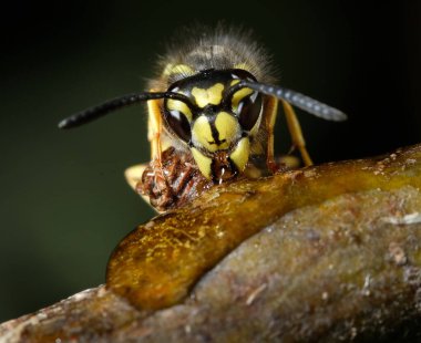 Vespula vulgaris, Birleşik Krallık, Almanya, Hindistan, Çin, Yeni Zelanda ve Avustralya gibi çeşitli bölgelerde bulunan bir eşekarısıdır..