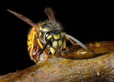 Vespula vulgaris, Birleşik Krallık, Almanya, Hindistan, Çin, Yeni Zelanda ve Avustralya gibi çeşitli bölgelerde bulunan bir eşekarısıdır..