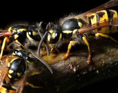 Vespula vulgaris, Birleşik Krallık, Almanya, Hindistan, Çin, Yeni Zelanda ve Avustralya gibi çeşitli bölgelerde bulunan bir eşekarısıdır..