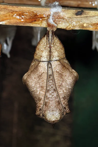 Mariposa Mariposa Pupa Colgando Entorno Seguro Para Madurar Insecto Adulto —  Fotos de Stock