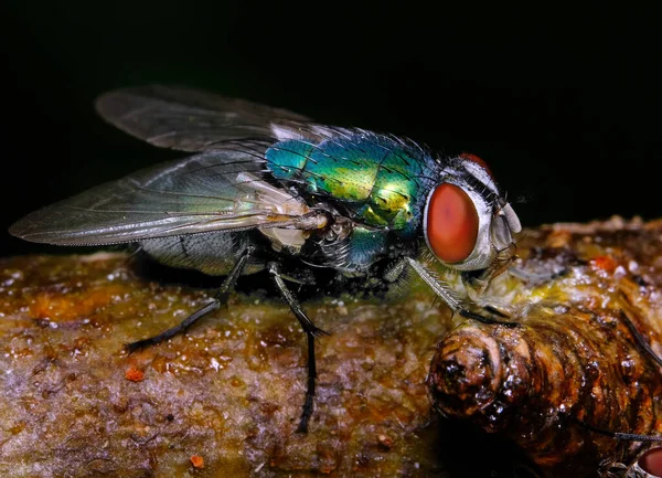 Mouche Verte Commune Est Une Mouche Que Trouve Dans Plupart — Photo